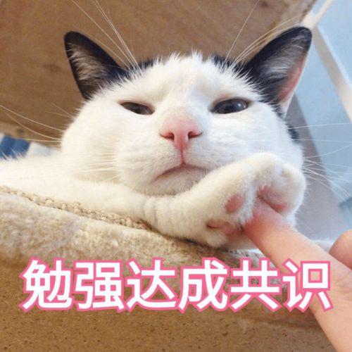 破产姐妹面对猫表情包,萌宠猫表情包，笑翻你的日常